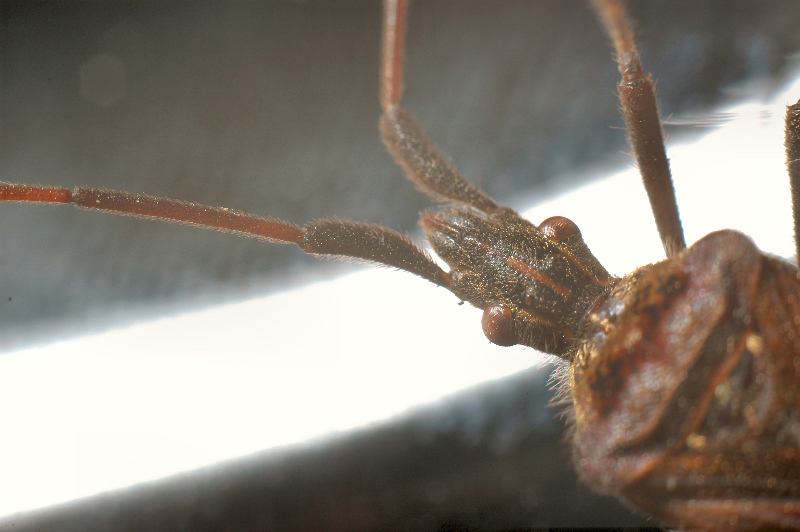 Coreidae: Leptoglossus occidentalis della Toscana (Prato)